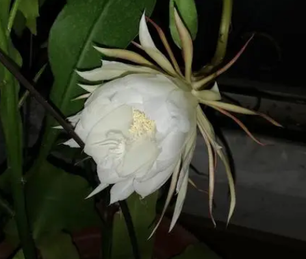 昙花花期怎么养护管理
