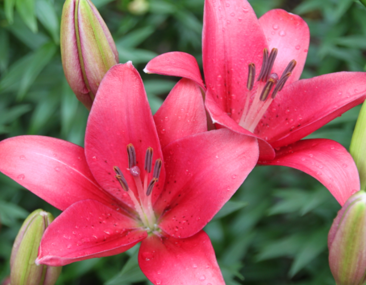 百合花花期怎么养护管理