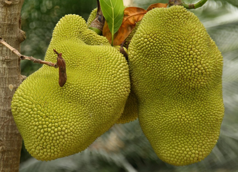 菠萝蜜生长在哪里