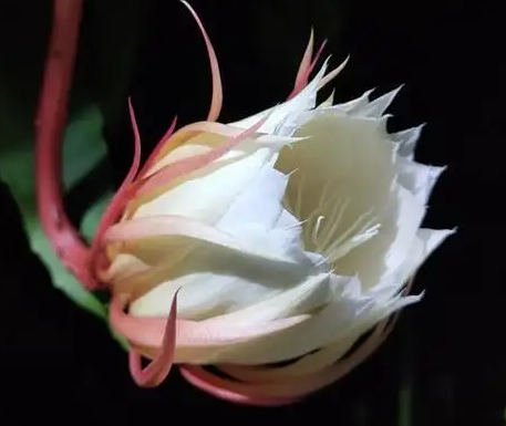 昙花生长在哪里