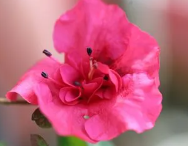 杜鹃花花期怎么养护管理