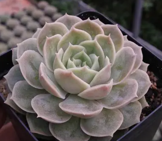 多肉昂斯诺怎么养出状态
