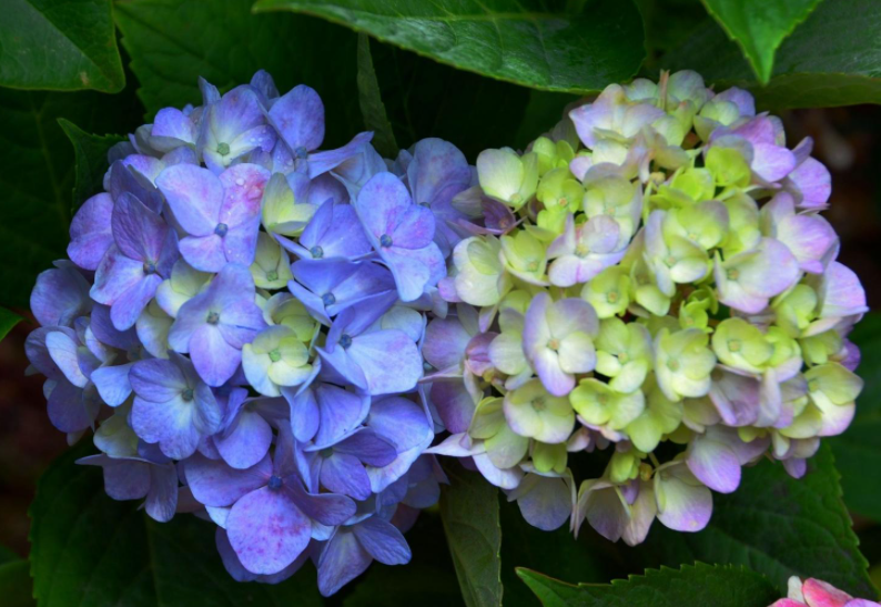 绣球花花期怎么养护管理