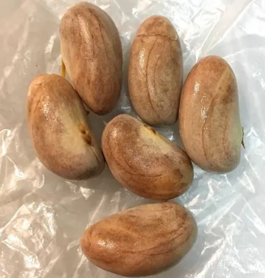 菠萝蜜的种子可以种吗 什么时候种