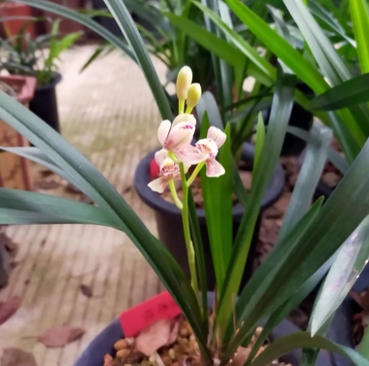 建兰花期怎么养护管理