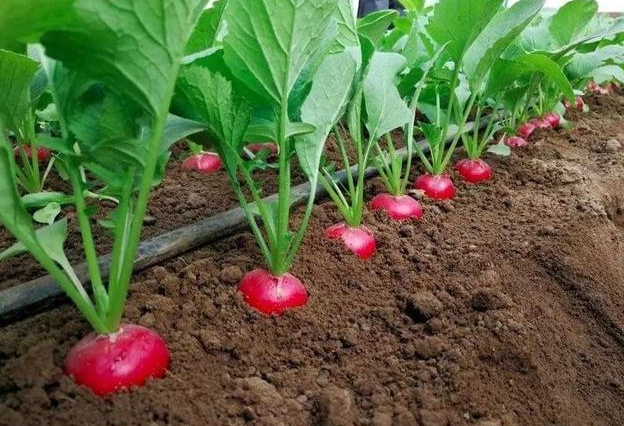 萝卜种植间距是多少