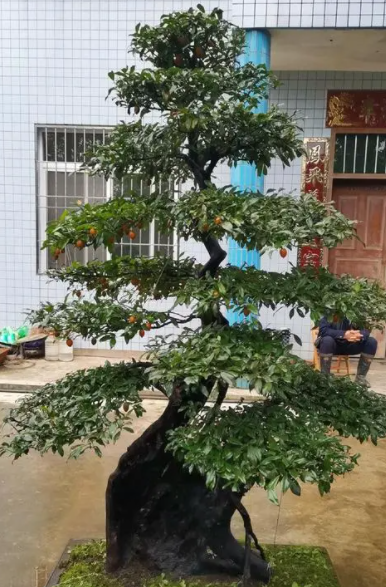 金弹子盆景用什么盆好