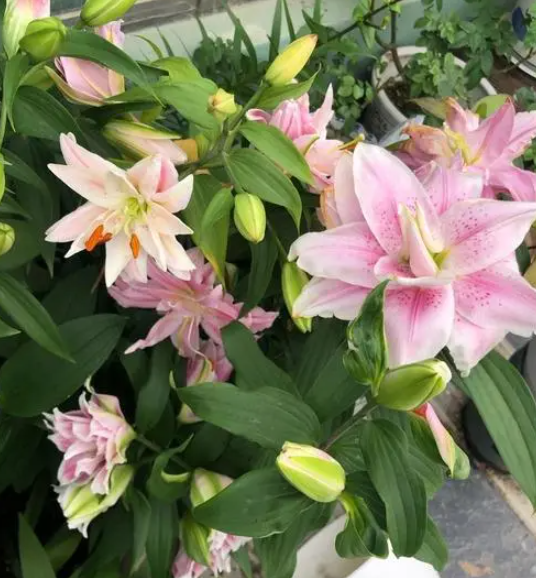 百合花期怎么养护管理