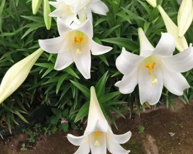 百合花生长在哪里