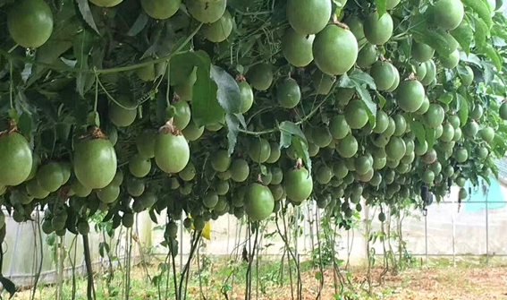百香果浇什么肥料合适