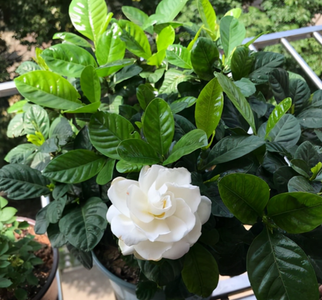 栀子花浇什么肥料合适