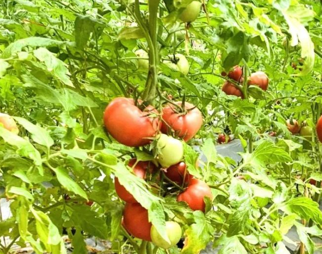 番茄浇什么肥料合适