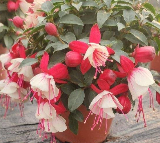 灯笼花浇什么肥料合适