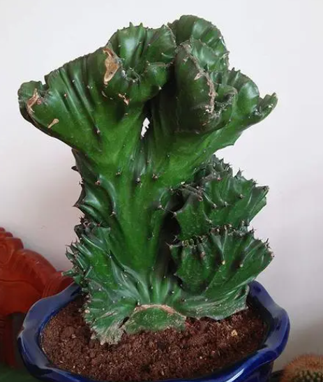 麒麟掌用什么盆好