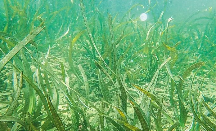 海草生长在哪里