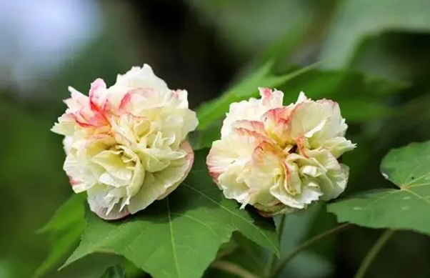 芙蓉花浇什么肥料合适