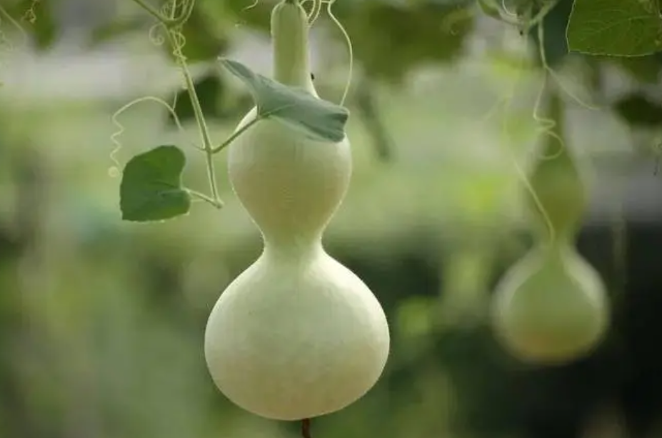 葫芦浇什么肥料合适