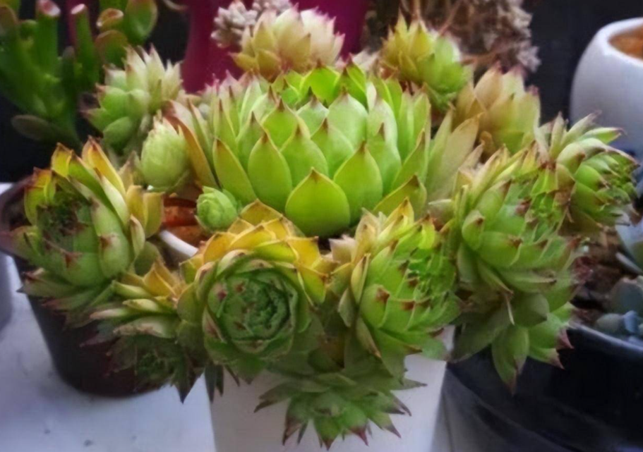 观音莲浇什么肥料合适