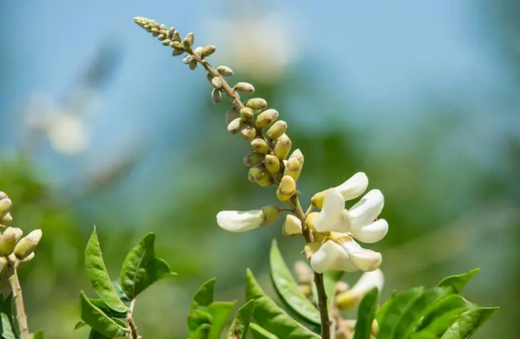 牛大力种植间距是多少