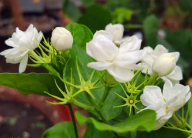 茉莉花浇什么肥料合适