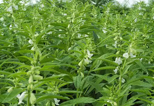 种芝麻用什么肥料好