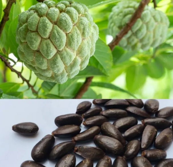 番荔枝籽可以种吗