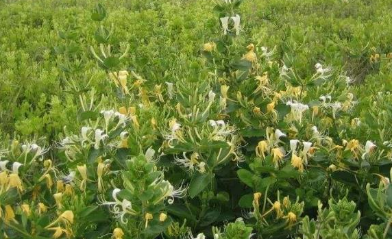 金银花浇什么肥料合适