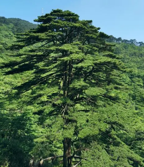 松树生长在哪里