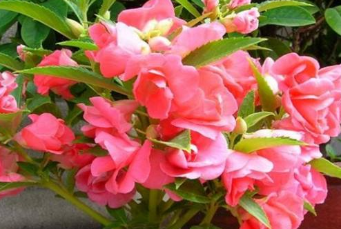 凤仙花浇什么肥料合适