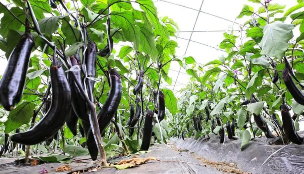 茄子种植间距是多少