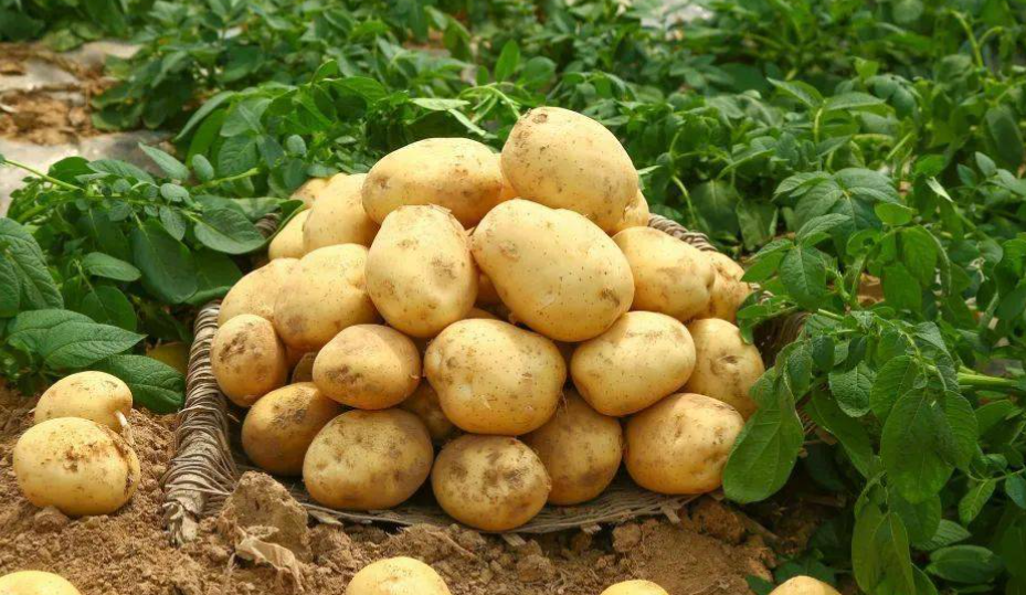 土豆浇什么肥料合适