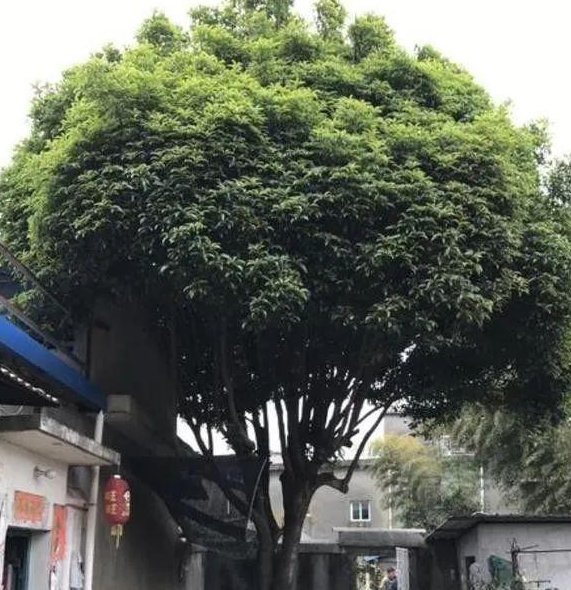 门口适合种什么树