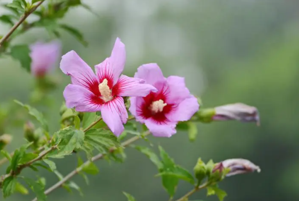 木槿花浇什么肥料合适