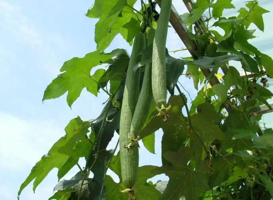 丝瓜种植间距是多少