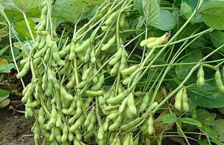 毛豆种植间距是多少