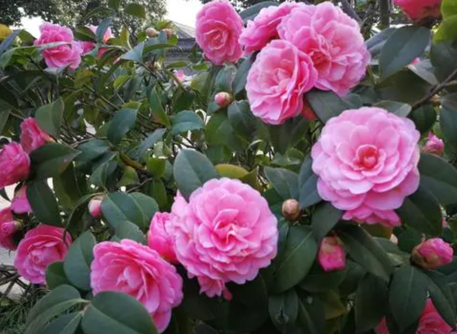 山茶花浇什么肥料合适