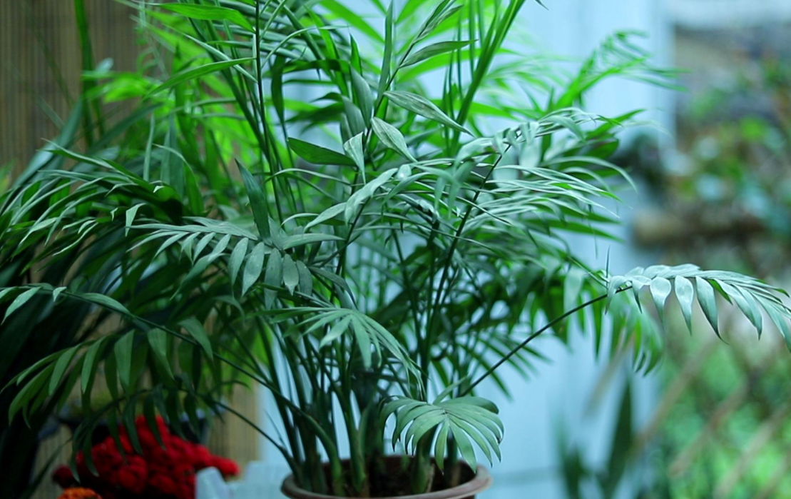 袖珍椰子浇什么肥料合适