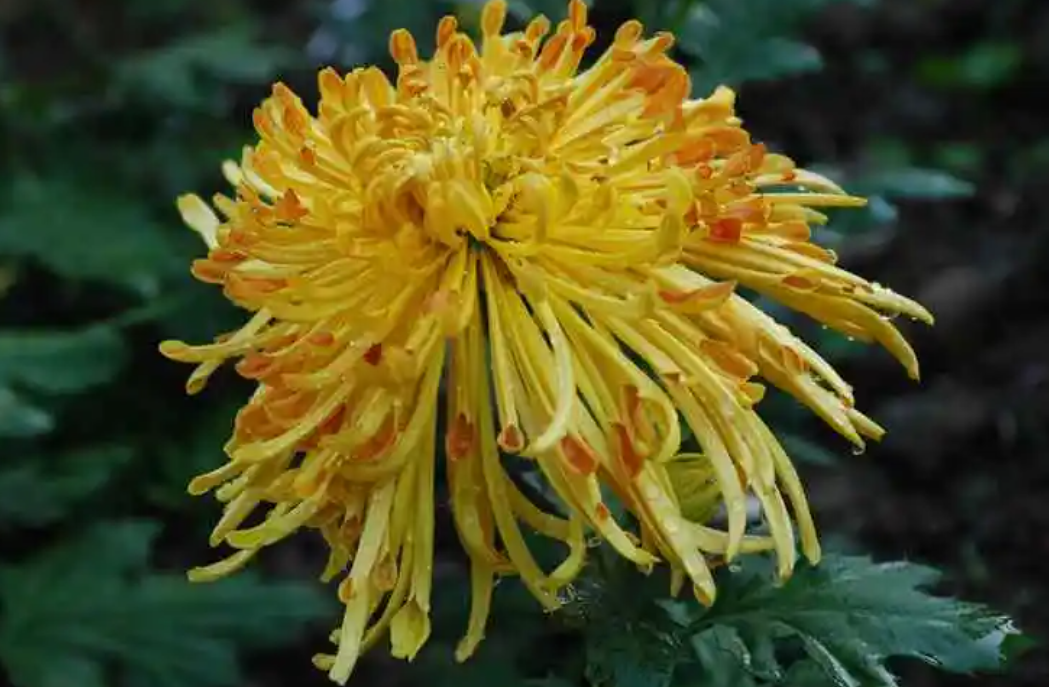 菊花浇什么肥料合适