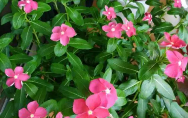 长春花浇什么肥料合适