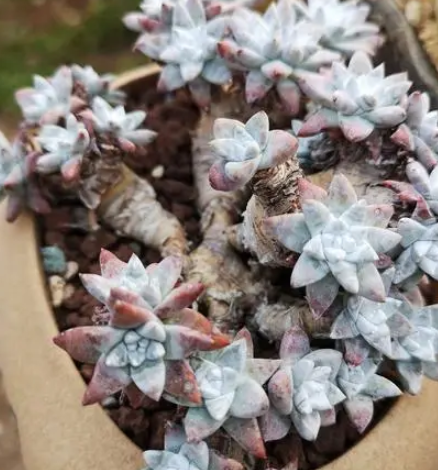 多肉白菊怎么养出状态
