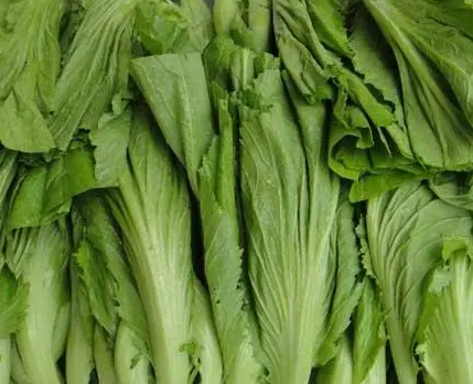 芥菜种植间距是多少