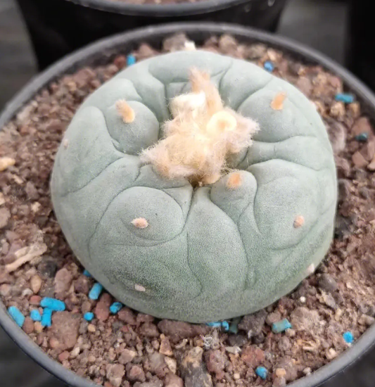 银冠玉怎么养出状态