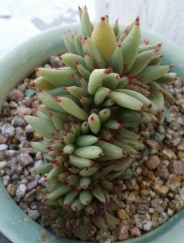 虎鲸多肉怎么养出状态