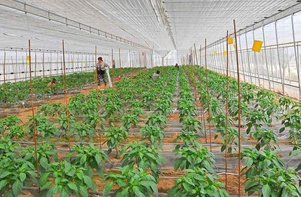 辣椒种植间距是多少