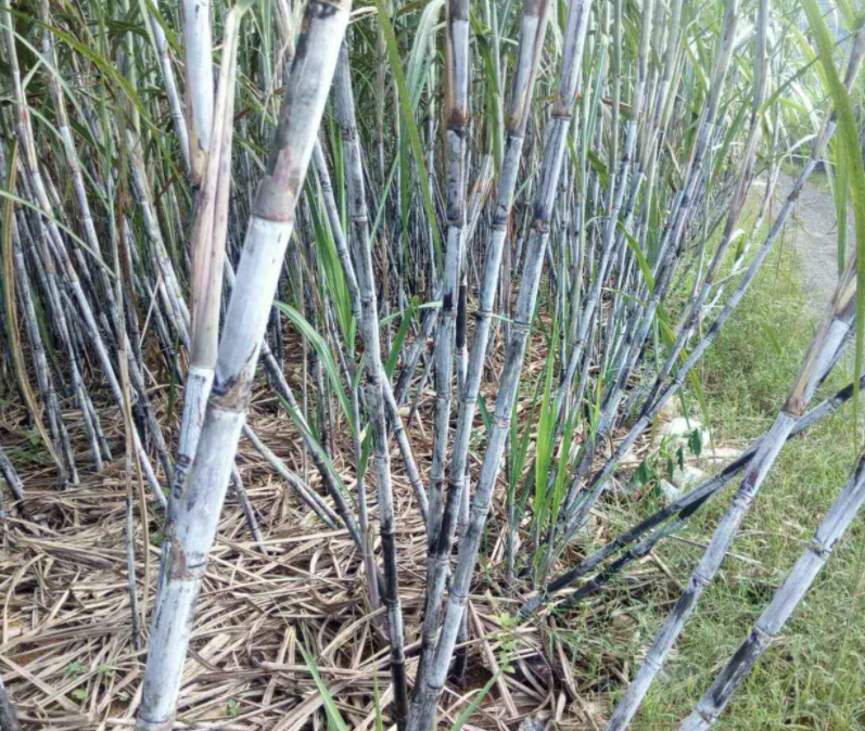种甘蔗用什么肥料最好