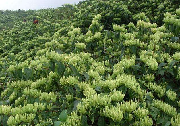 金银花种植间距是多少