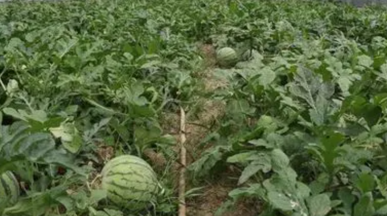 麒麟瓜种植间距是多少