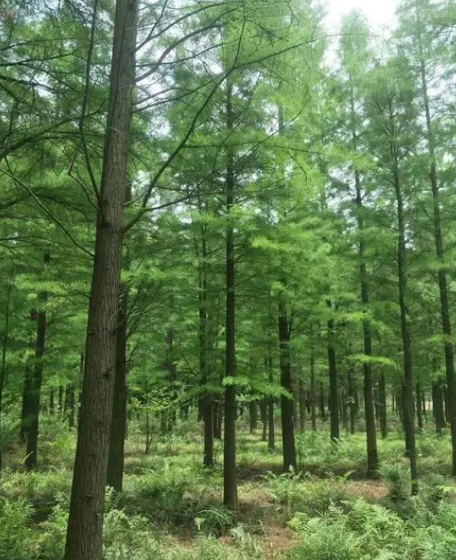 水杉种植间距是多少