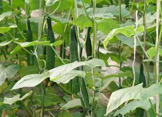 种黄瓜用什么肥料好