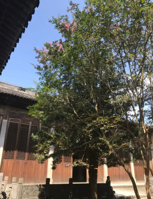 祠堂前适合种什么树